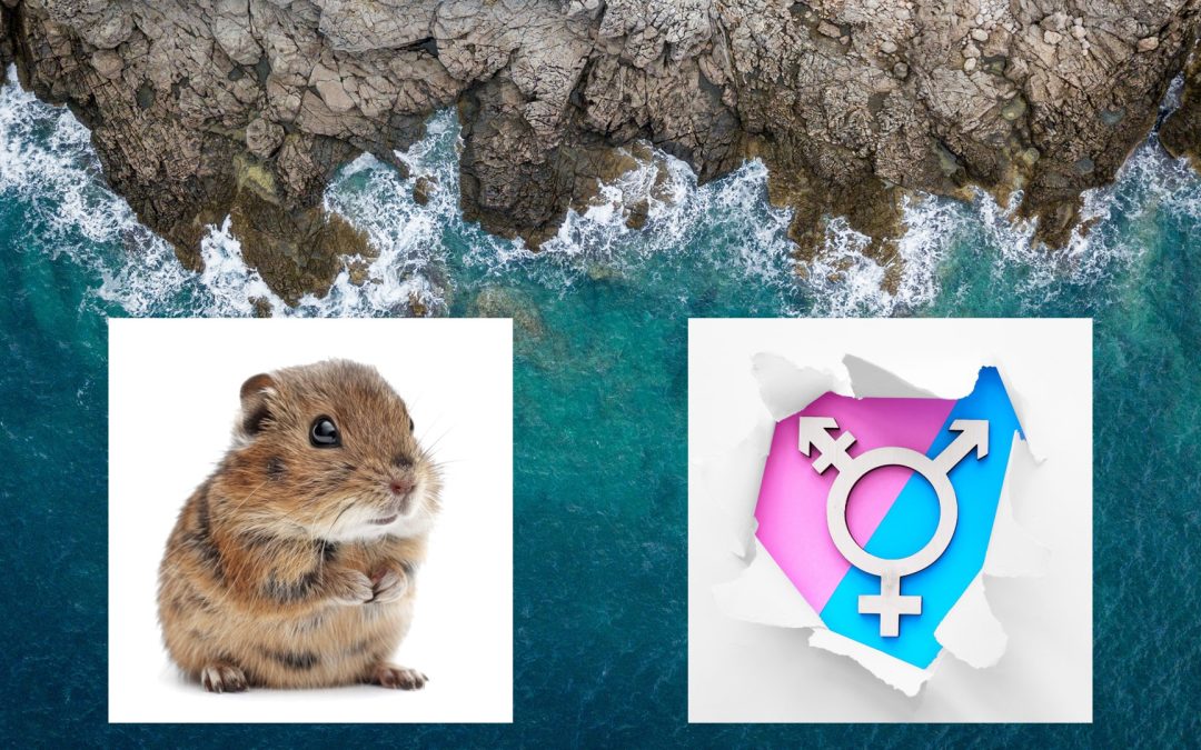 Lemmings & the Transgender Agenda